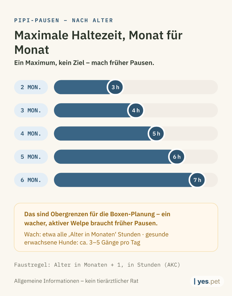 Infografik: maximale Haltezeit zwischen Pipi-Pausen nach Alter – 2 Monate: 3 Stunden, 3 Monate: 4 Stunden, 4 Monate: 5 Stunden, 5 Monate: 6 Stunden, 6 Monate: 7 Stunden. Ein Maximum, kein Ziel – mach früher Pausen.