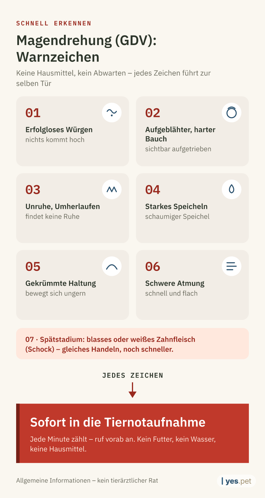 Infografik: sechs Warnzeichen der Magendrehung (GDV) beim Hund – erfolgloses Würgen, aufgeblähter harter Bauch, Unruhe, starkes Speicheln, gekrümmte Haltung, schwere Atmung; im Spätstadium blasses Zahnfleisch (Schock). Bei jedem Zeichen: sofort in die Tiernotaufnahme.