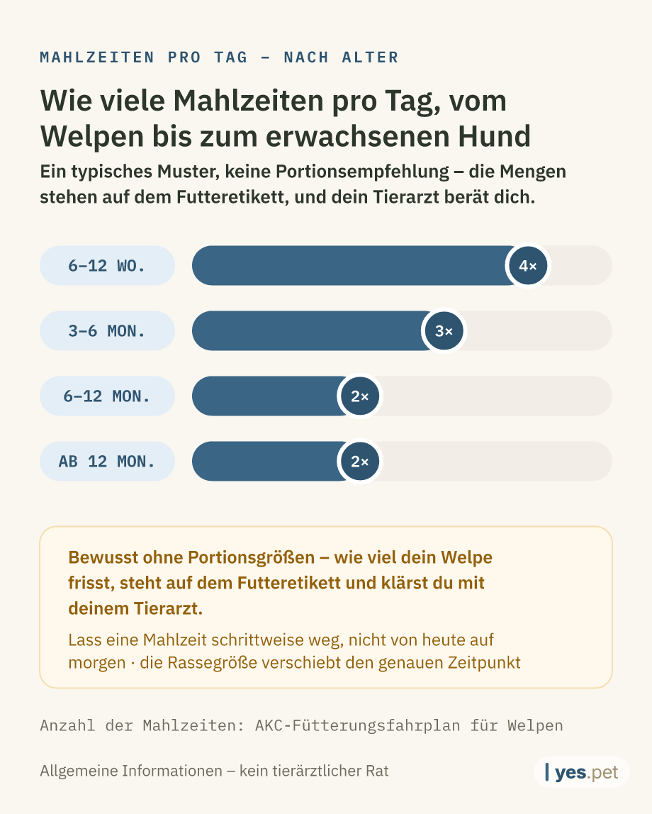 Infografik: typische Mahlzeiten pro Tag nach Alter – 6–12 Wochen: 4 Mahlzeiten, 3–6 Monate: 3 Mahlzeiten, 6–12 Monate: 2 Mahlzeiten, ab 12 Monaten: 2 Mahlzeiten. Ein typisches Muster, keine Portionsempfehlung – die Mengen stehen auf dem Futteretikett, und dein Tierarzt berät dich.