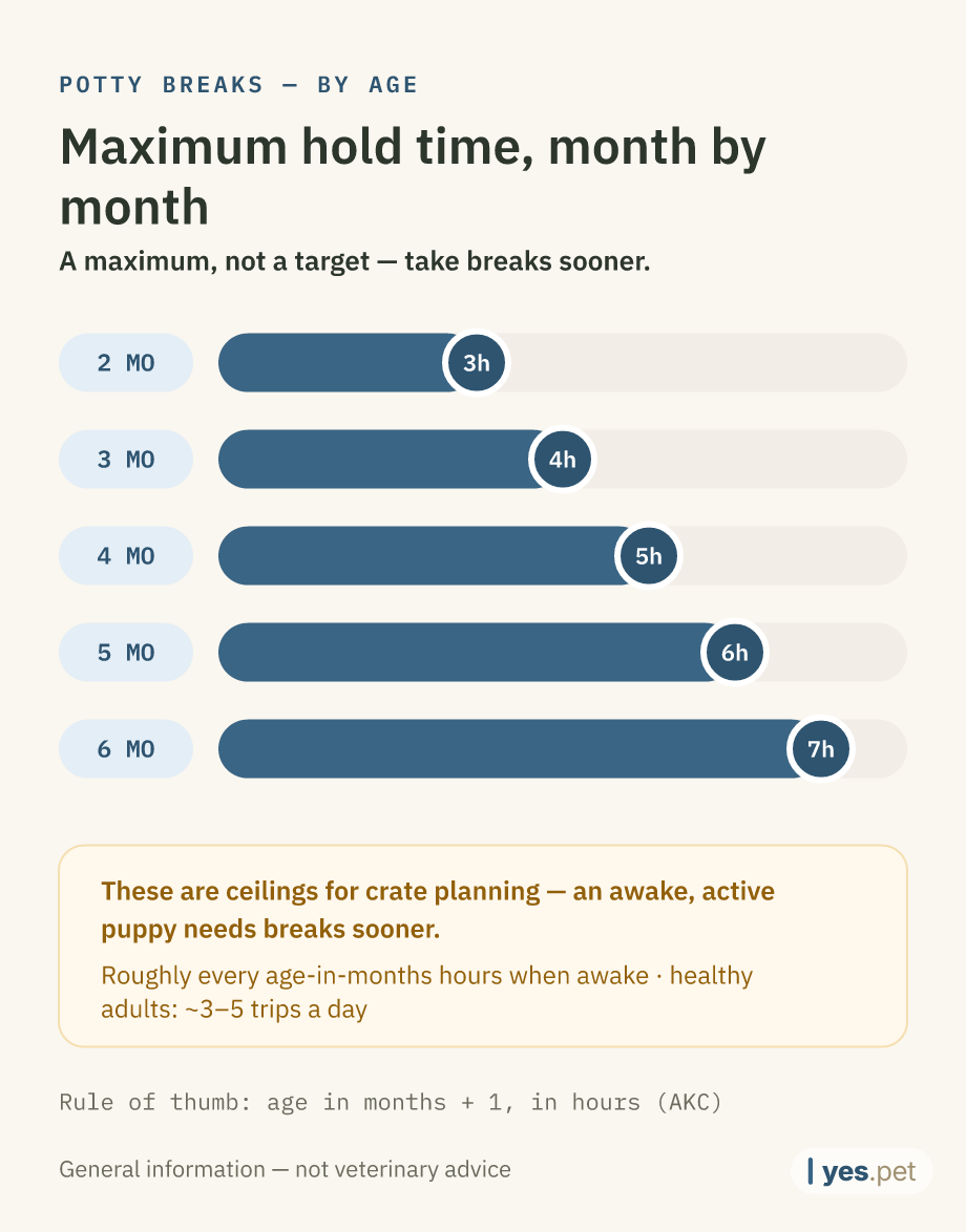Infographic: maximum hold time between potty breaks by age — 2 months: 3 hours, 3 months: 4 hours, 4 months: 5 hours, 5 months: 6 hours, 6 months: 7 hours. A maximum, not a target — take breaks sooner.