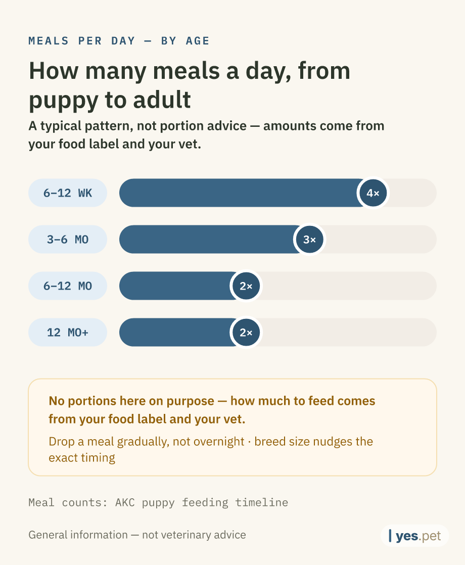 Infographic: typical meals per day by age — 6–12 weeks: 4 meals, 3–6 months: 3 meals, 6–12 months: 2 meals, from 12 months: 2 meals. A typical pattern, not portion advice — amounts come from your food label and your vet.