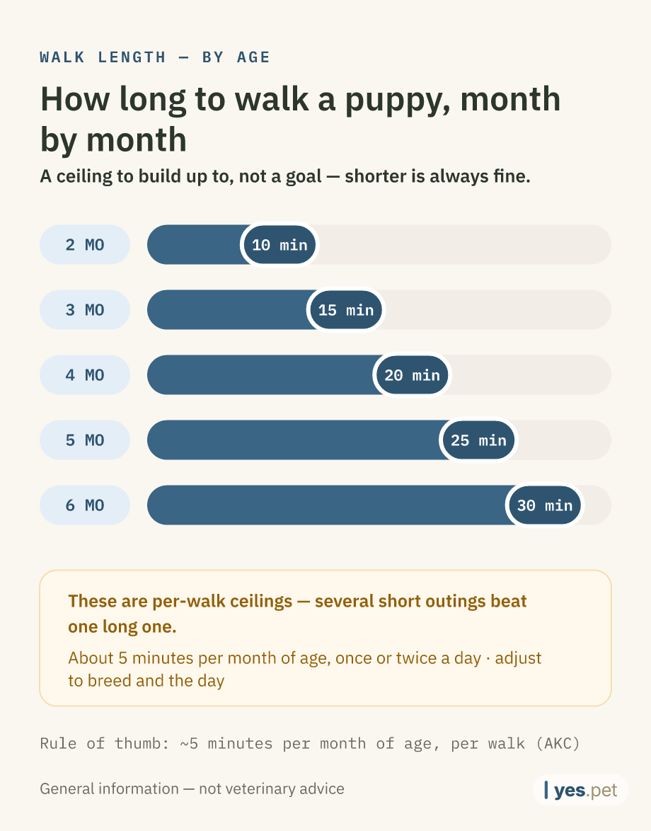 Infographic: rough per-walk length by age, using the five-minutes-per-month rule — 2 months: 10 minutes, 3 months: 15 minutes, 4 months: 20 minutes, 5 months: 25 minutes, 6 months: 30 minutes. A ceiling, not a goal — shorter is always fine.