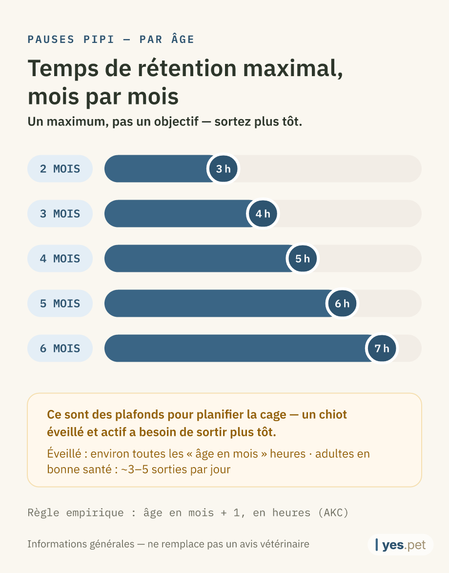 Infographie : temps de rétention maximal entre les pauses pipi selon l'âge — 2 mois : 3 h, 3 mois : 4 h, 4 mois : 5 h, 5 mois : 6 h, 6 mois : 7 h. Un maximum, pas un objectif — faites des pauses plus tôt.