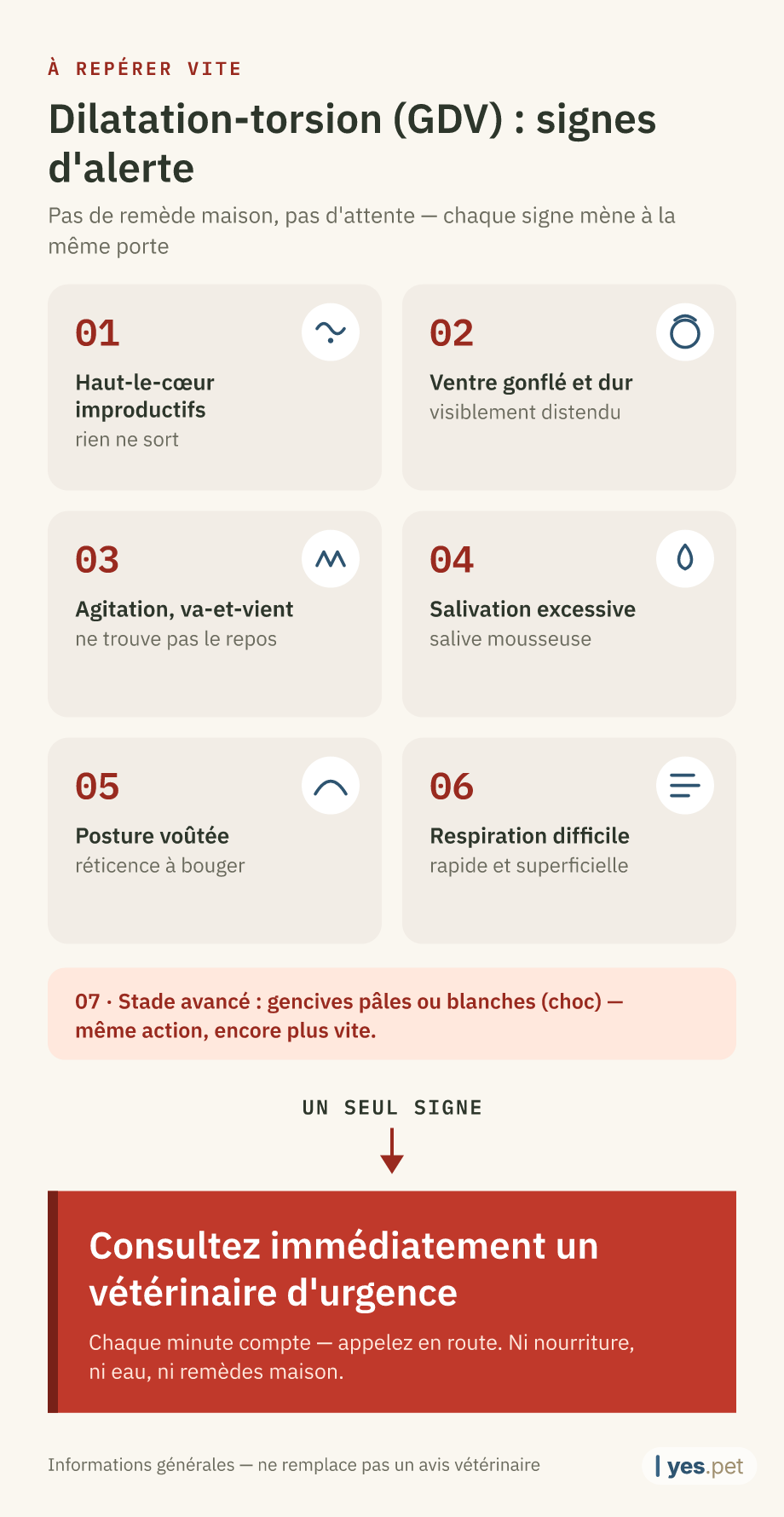 Infographie : six signes d'alerte de la GDV chez le chien — haut-le-cœur improductifs, ventre gonflé et dur, agitation, salivation excessive, posture voûtée, respiration difficile ; au stade avancé, gencives pâles (choc). Au moindre signe : vétérinaire d'urgence immédiatement.