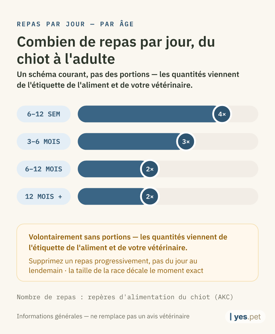 Infographie : repas par jour typiques selon l'âge — 6–12 semaines : 4 repas, 3–6 mois : 3 repas, 6–12 mois : 2 repas, dès 12 mois : 2 repas. Un schéma courant, pas des portions — les quantités viennent de l'étiquette de l'aliment et de votre vétérinaire.