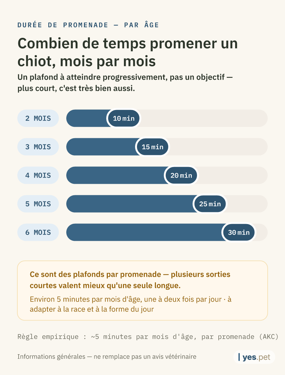 Infographie : durée approximative d'une promenade selon l'âge (règle des 5 minutes par mois d'âge) — 2 mois : 10 minutes, 3 mois : 15 minutes, 4 mois : 20 minutes, 5 mois : 25 minutes, 6 mois : 30 minutes. Un plafond, pas un objectif — plus court, c'est très bien aussi.