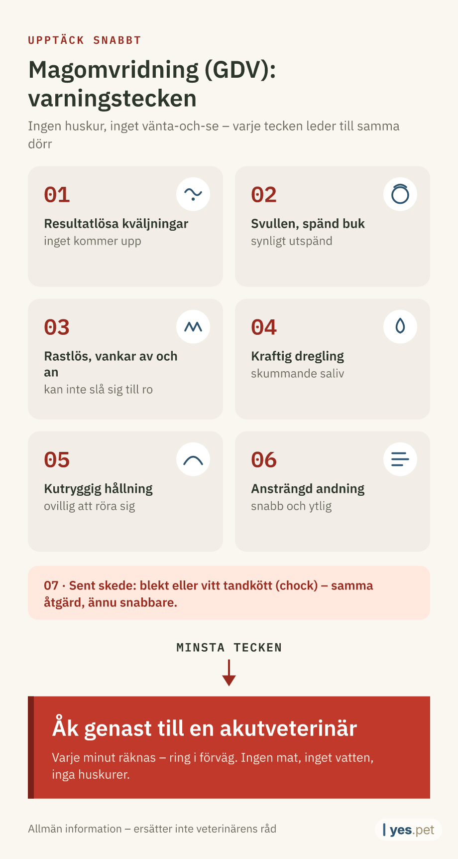 Infografik: sex varningstecken på magomvridning (GDV) hos hund – resultatlösa kväljningar, svullen spänd buk, rastlöshet, kraftig dregling, kutryggig hållning, ansträngd andning; i sent skede blekt tandkött (chock). Vid varje tecken: åk genast till akutveterinär.
