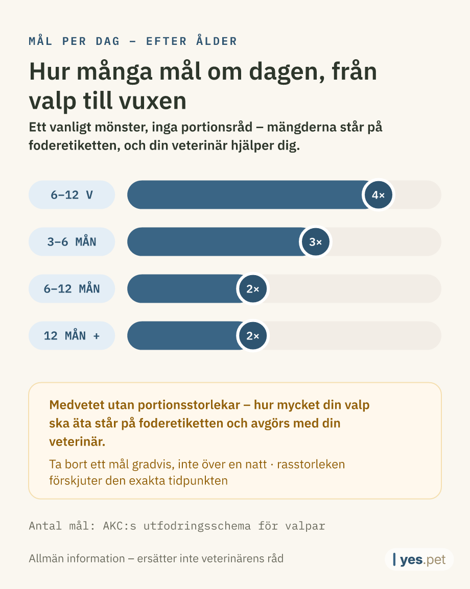 Infografik: typiskt antal mål per dag efter ålder – 6–12 veckor: 4 mål, 3–6 månader: 3 mål, 6–12 månader: 2 mål, från 12 månader: 2 mål. Ett vanligt mönster, inga portionsråd – mängderna står på foderetiketten och avgörs med din veterinär.
