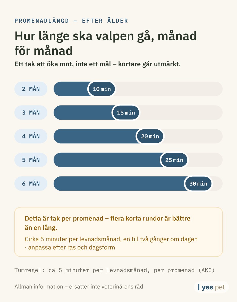 Infografik: ungefärlig längd per promenad efter ålder (tumregeln 5 minuter per levnadsmånad) – 2 månader: 10 minuter, 3 månader: 15 minuter, 4 månader: 20 minuter, 5 månader: 25 minuter, 6 månader: 30 minuter. Ett tak, inte ett mål – kortare går utmärkt.